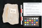 Foto (Objekt + Etikett) von Glyptostrobus europaeus Brongniart (NHMW-GEO-2024-0188-6753)
